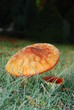 Fliegenpilz
