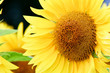 Beautiful Yellow Sunflower Beautiful Yellow Sunflower