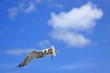 Blue Flight