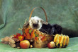 lapin nain bélier hollandais en automne dans un panier de fruits