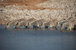 Zebras Drinking