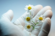 Camomile