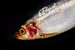 Close up of herring