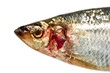 Fish head