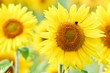 Sunflower Petals Closeup Sunflower Petals Closeup