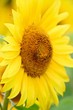 Yellow Sunflower Yellow Sunflower