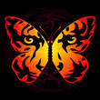 Tiger-colored butterfly