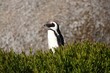 The lone Penguin
