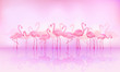 Flock of caribbean flamingos