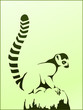 Ring-tailed lemur (lemur catta) sitting on a rock