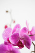Purple orchid branch