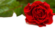 Red rose