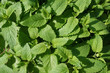 Lemon balm