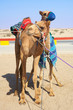 Robot controlled camel racing