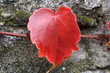 foglie in Autunno nella Foresta Nera