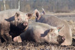 Landwirtschaft - Schweinzucht, Tierhaltung