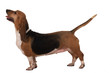 basset artesien normand de profil en studio sur fond blanc