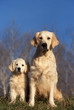golden retriever et son chiot assis côte à côte