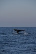 Walfluke