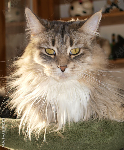 Photo: Chatte maine coon, grise, majestueuse. Chatte maine coon, grise, majestueuse.