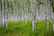 birch