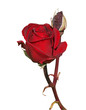 Dark Red Rose with Bud Dark Red Rose with Bud