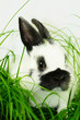 Hase