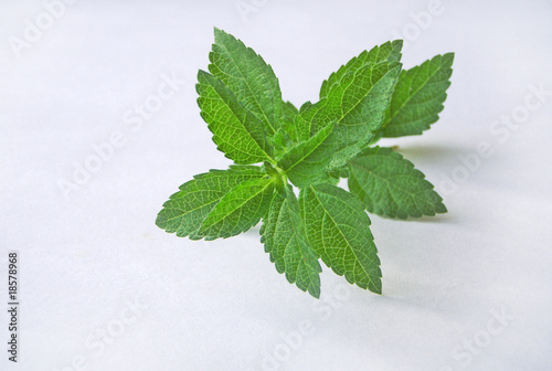 Foto: Spice leaf. Spice leaf.