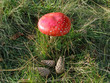 Fliegenpilz