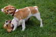 Beagles in clinch