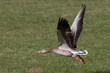 Graugans im Flug