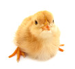 Chick