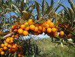 Reife Sanddornbeeren im Sonnenschein