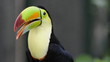 Kell-beilled Toucan