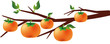 persimmon