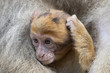 Babyaffe kratzt sich am Kopf