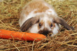 rabbit on hay