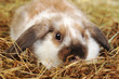 rabbit on hay