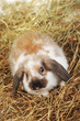 rabbit on hay