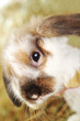 rabbit on hay