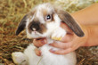 rabbit on hay