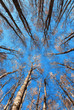 Da sotto in su, foresta