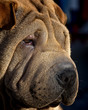 shar-pei portrait