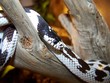 lampropeltis