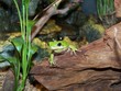 hyla