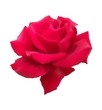 rosa rossa