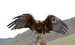 bound golden eagle