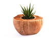 Haworthia