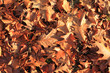Autumn leaves background
