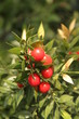ruscus aculeatus